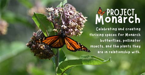 Image result for Project Monarch Add-On V2