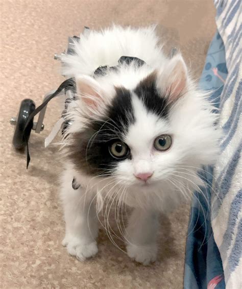 Buy Dog Stroller, Pet Wheelchair Back Legs Hind Feet for Handicapped ...