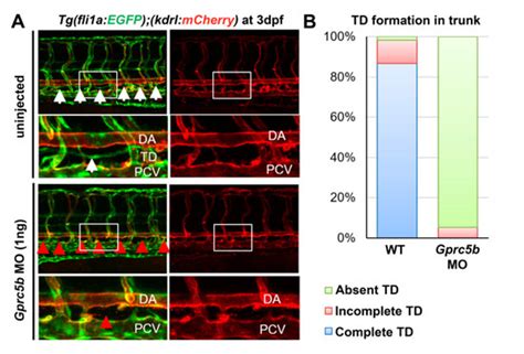 Orphan G-Protein Coupled Receptor GPRC5B Is Critical for Lymphatic ...