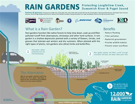 Rain Garden Design Guidelines