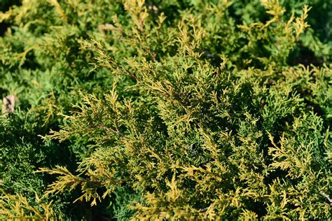 Creeping Juniper (Juniperus horizontalis): Care and Growing Guide