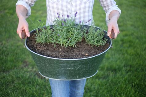 Planting Lavender in Containers | Lavender plant, Growing lavender, Plants