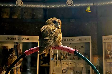 Музей Филинов и Сов «ФилоСовия»Особенности органов чувств. Образы сов в ...