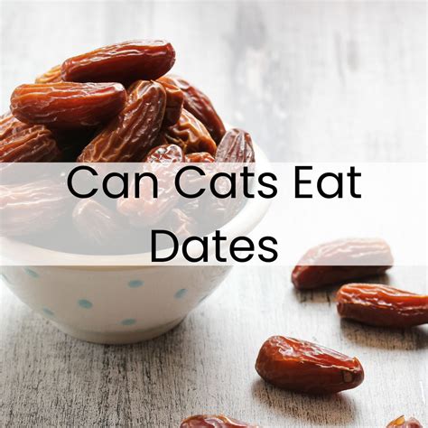 Can Cats Eat Dates - can cats eat dates