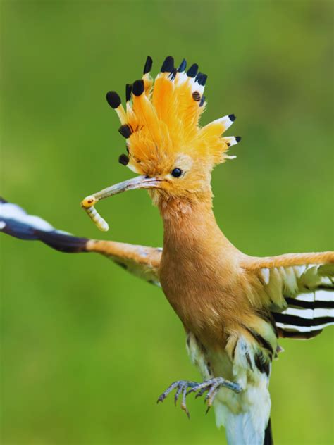 8 fascinating striped animals and where to spot them in the wild ...