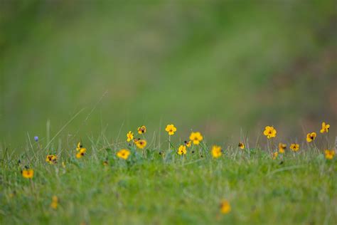 Sonoma Land Trust ... to protect the land forever