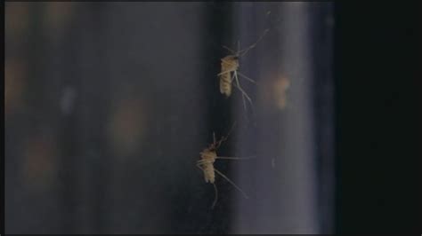 Columbine parents plead for release of ‘basement tapes’ | 9news.com