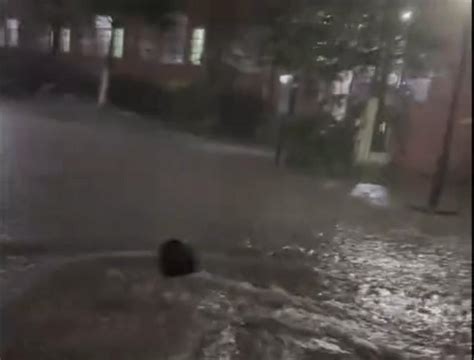 海狮豹在暴雨中游泳高清图片下载-正版图片507111723-摄图网