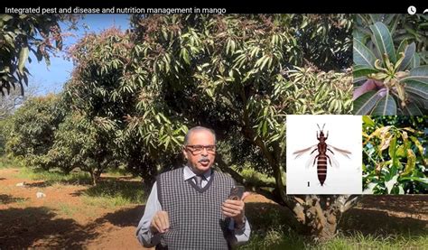 Integrated disease and pest management in Mango