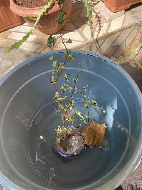 Mphmi Live Plant Nursery NCR Ipomoea, Morning Glory - Plant : Amazon.in ...