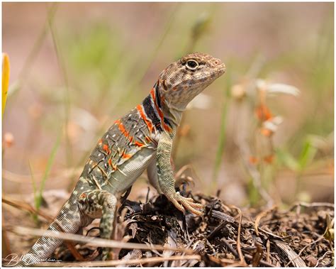 Image result for Eastern Collared Lizard