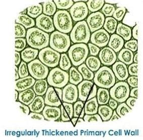 A) Identify this tissue B) Infer the characteristics features of these ...