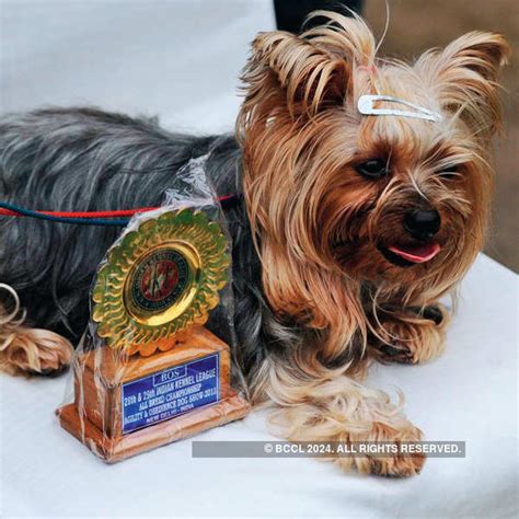 The winner during the Indian Kennel League's dog show, held in New Delhi