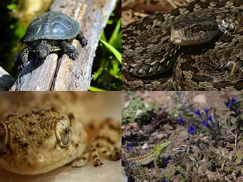 Phylum chordata: Reptiles, Aves, Mammals — lesson. Science State Board ...