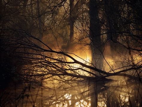 Download wallpaper 1600x1200 forest, trees, swamp, fog, dark standard 4 ...