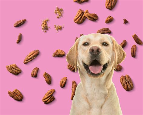 Are Pecans Safe for Dogs? | Evie's Snacks