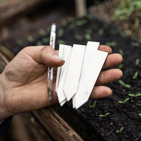 Buy Wooden plant labels - bundle of 25: Delivery by Waitrose Garden