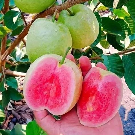 Diamond Red Guava Plant Hybrid All Seasons Thai Variety Hybrid Plant ...