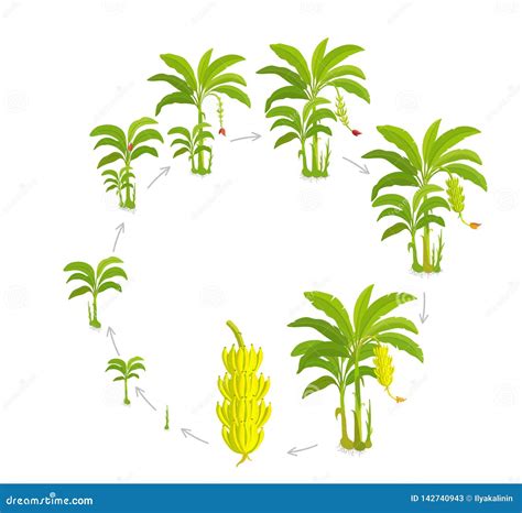 Round Crop Cycle for Banana Tree. Crop Stages Bananas Palm. Circular ...