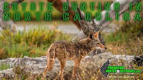 Coyote Hunting in North Carolina