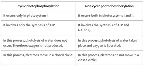 NCERT Solutions Class 11 Biology Chapter 13 - Photosynthesis in Higher ...