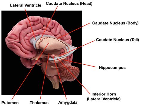 Ventricles Of The Brain Lateral View Sharedoc Brain Lateral Ventricles