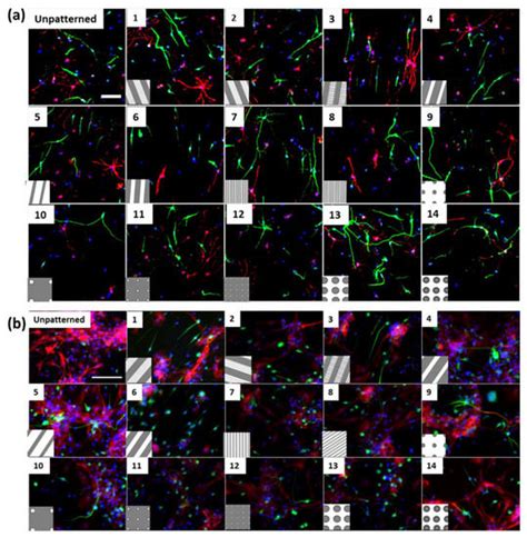 Correlation and Comparison of Cortical and Hippocampal Neural ...