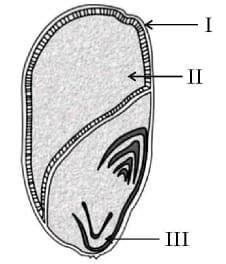 Ch - 1 Sexual Reproduction in Flowering Plants PYQ 2025 with Answer