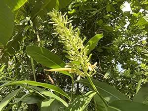 Seeds village Rare herbal Aratha Greater galangal Siamese ginger ...