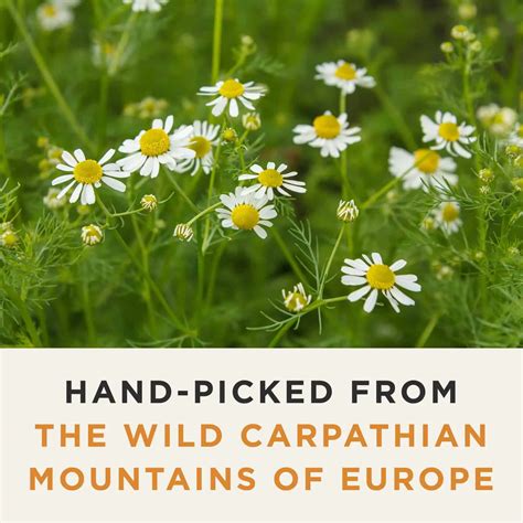 Wild Chamomile Plant