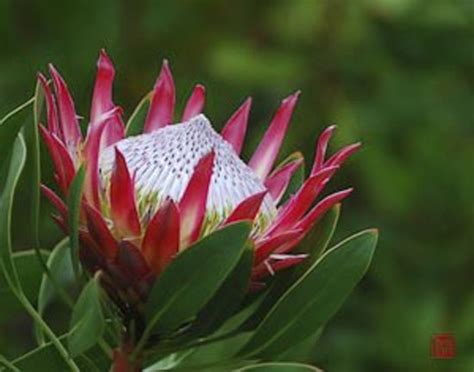 Kula Photos - Featured Images of Kula, Maui - Tripadvisor