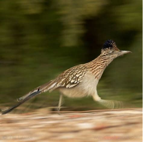 Road Runner Range 的图像结果
