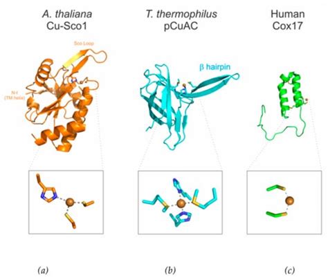 Biochemistry of Copper Site Assembly in Heme-Copper Oxidases: A Theme ...