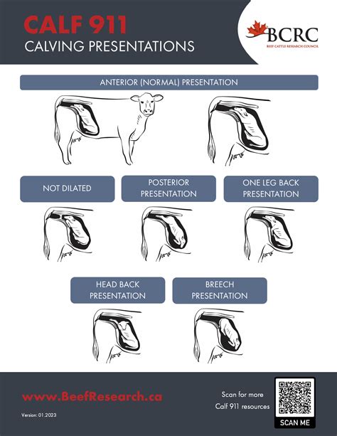Breech Presentation In Cattle
