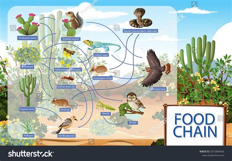 Desert Biome Animals Food Web Savanna Biome Food Web | Science