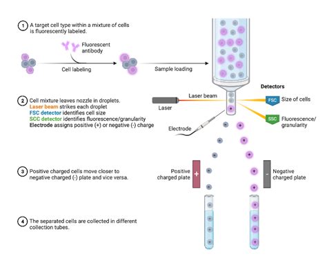 Image result for Fluorescent Activated Cell Sorting Lecture