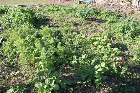 Veggie-garden weeds, troubled pines and watering the grass: This ...