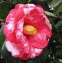 Image result for Camilla Flower Bush