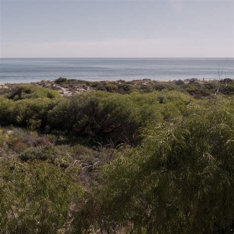 Image result for Loop Blue