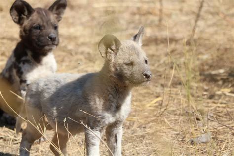 WATCH: Extremely rare leucistic white African wild dog puppy born in ...