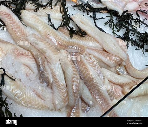 Image result for Fresh Cod Fish