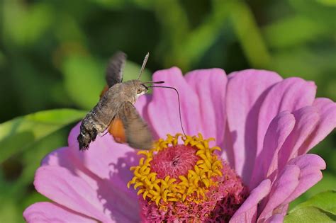 Image result for Moth Insect