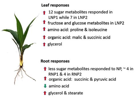 The Dynamic Responses of Oil Palm Leaf and Root Metabolome to ...