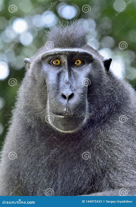 The Celebes Crested Macaque . Close Up Portrait. Crested Black Macaque ...