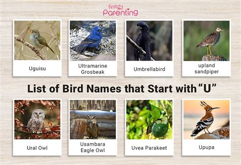 List of Birds That Start With U (Pictures & Facts)