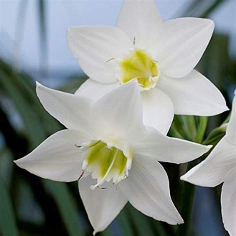 Mphmi Nursery Delhi Plant NCR Eucharis Lily Plant, Amazon lily plant ...