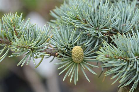 Cedrus Libani Subsp. Atlantica 'Glauca' (Blue Atlas Cedar)