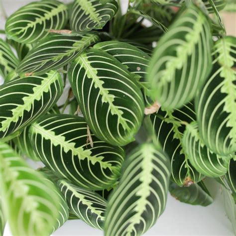 The Prayer Plant Is an Easy-to-Care-for Unique Houseplant