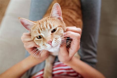 Emotional Relief: Studies show cats and other kinds of pet therapy ...