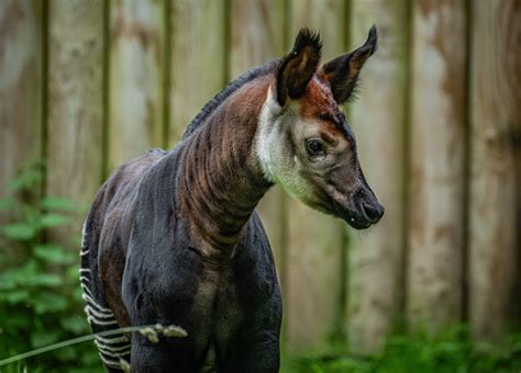 Rare Animals Mixed Dna